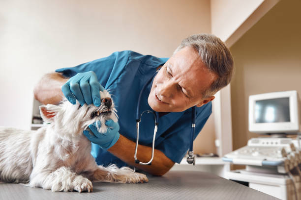 Best Urgent Dental Care in Madras, OR